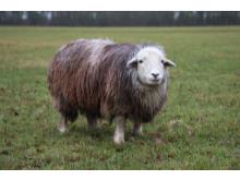 Fizzy the Hardwick ewe